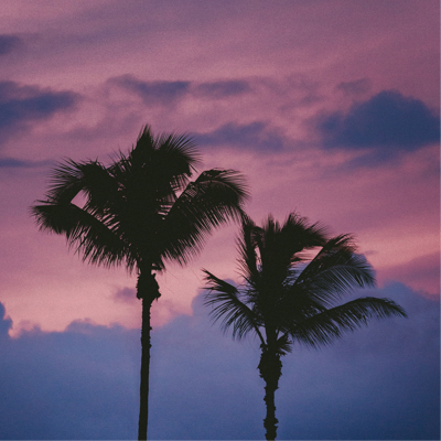 photo of two palm trees